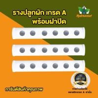 ราคา รางปลูกผักไฮโดรโปนิกส์แบบน้ำนิ่ง 43 ซม. 6 ช่องปลูก สำหรับปลูกผักไฮโดรโปนิกส์ (11231538544)