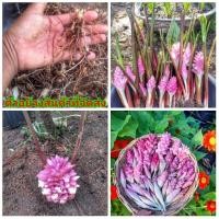ราคา (5หัว)(ขาย หัวพันธุ์) ดอก ต้น เหง้า หัว กระเจียวป่า สีสวยๆ สีม่วง กระเจียว ป่า Pantang (11214008805)
