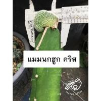 ราคา แมมนกฮูก แมมนกฮูกคริส แมม นกฮูก นกฮุก เมล็ด กระบองเพชร Mammillaria Perbella cristata crest mam gymno แคคตัส (21838066102)