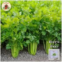 ราคา เมล็ดพันธุ์ผักขึ้นฉ่าย (Celery) (24545471071)