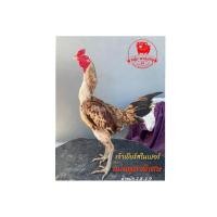 ราคา ไข่เชื้อไก่ชนเยียร์เเดงรอยสวย2.8 เชิงพม่าม้าล่อแม่นตาพิเศษ5ไฟล์ 7ตา (24557824841)