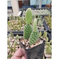 ราคา กระบองเพชร แคคตัส (Cactus หูกระต่าย (Opuntia Microdasys / Bunny ear)) (7400102952)