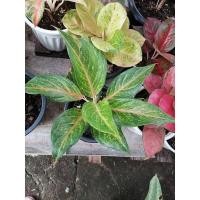 ราคา กวักเงินกวัก​ทอง​ แก้วกาญจนา หรือ อโกลนีมา (Aglaonema) (9581019909)