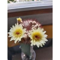 ราคา cactus กระบองเงินลูกหมีโนโตแคคตัส กราฟตอสามเหลี่ยม (14996797877)