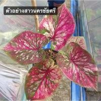 ราคา สาวนครชัยศรี(บอนสีสายหวานราคาเบาๆ) (14893826458)