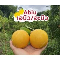 ราคา ผลเอบิว / อะบิว (Abiu) ปลอดสาร สดจากสวน ไซส์ใหญ่ กลาง เล็ก (43822312797)