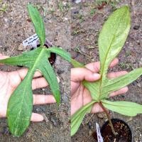 ราคา ฟิโลเดนดรอน ก้ามกุ้งด่าง (Philodendron Florida Beauty Variegated). (ได้ต้นตรงปก) (22655674363)