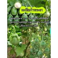 ราคา เมล็ดพันธุ์มะเขือเจ้าพระยา ชุดละ 100 เมล็ด (23373560887)