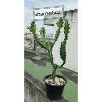 ราคา ตอยูโฟเบีย ยูโฟเบียแลคเทีย สลัดไดเขียว #Cactus #กระบองเพชร #ไม้กราฟ (10863892819)