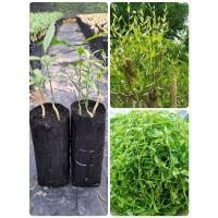 ราคา ต้นผักหวานป่าสีทองยอดเหลือง(เพาะเมล็ด)ชุด 2ต้น 89บาท 1ถุงมีผักหวาน 2-3ต้น ต้นพร้อมปลูก (25355965220)