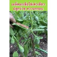 ราคา เมล็ดมะเขือไข่เต่าเขียว ปลูกง่าย หวานกรอบ (13561859071)