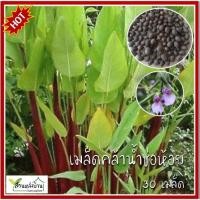 ราคา 30 เมล็ด คล้าน้ำช่อห้อย เมล็ดคล้าน้ำช่อห้อย เมล็ดคล้าน้ำ คล้าน้ำ (23757686263)