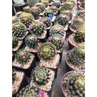 ราคา ขนนกเหลือง Mammillaria Schiedeana (5788296429)