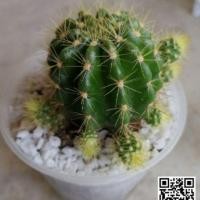 ราคา กระบองเพชร cactus Echinopsis calochlora ดาวล้อมเดือน อิชินอปซิส (1092250138)