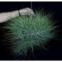 ราคา [ขายหน่อ] Tillandsia shiedeana 'Minor' ทิลแลนด์เซีย ไชเดียน่า ไมเน่อร์ airplant สับปะรดอากาศ ไม้รากอากาศ ทิลแลนเซีย (17787352986)