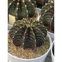 ราคา Lb2178 ไม้เมล็ด gymnocalycium friedrichii lb2178 agua dulce ในกระถาง 2 นิ้ว ส่งทั้งกระถาง (21854262437)