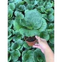 ราคา ไทรใบสักแคระ ไม้ฟอกอากาศ ไทรใบสักพันธุ์แคระ ไม้มงคล ไม้ฟอกอากาศสุดฮิต ไม้ประดับ (9193358739)