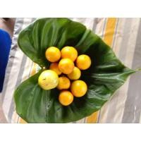ราคา เมล็ดพันธุ์มะเขือขื่นกรอบ มะเขือขื่นพ่อย (26205288228)
