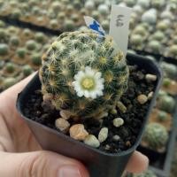 ราคา 004 กระบองเพชร cactus แมม มิลลาเรีย พันธุ์ ขนนกเหลือง Mammillaria ออกดอก สีขาว (625735838)