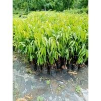 ราคา ต้นอโศกอินเดีย หรือต้นอโศกเซนต์คาเบรียล ส่งฟรี (25582947485)