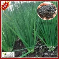 ราคา 200 เมล็ด ต้นหอม เมล็ดต้นหอม (28774630804)