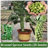 ราคา เมล็ดพันธุ์ กะหล่ำดาว 20เมล็ด/แพ็ค Brussels Sprouts Seed Vegetable Seeds for Planting เมล็ดกะหล่ำบรัสเซลส์ ผักออร์แกนิก (26934054689)