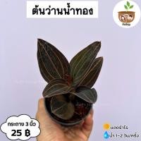 ราคา ต้นว่านน้ำทอง จัดส่ง 2 ต้นขึ้นไป คละแบบได้ (20586554180)