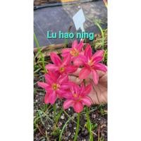 ราคา บัวดินดอกซ้อน Luhaoning (18581531568)