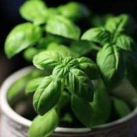 ราคา ผลผลิตสูง อิตาเลี่ยน เบซิลใบใหญ่ Italian Large Leaf Basil Seed บรรจุ 300 เมล็ด คุณภาพดี ราคาถูก ของแท้ 100%ผลผลิตสูง (50201518026)