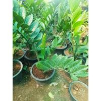 ราคา กวักมรกตเขียวกระถาง5" (25386680406)