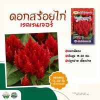 ราคา เมล็ดดอกสร้อยไก่ เรดเรนเจอร์ celosia plumosa ประมาณ400เมล็ด เมล็ดพันธุ์ดอกสร้อยไก่ เมล็ดดอกไม้ ดอกสร้อยไก่ ตราภูเขาทอง (3558988329)