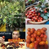 ราคา ต้นละมุดสีดา(ละมุดไทยไม้โบราณ)ต้นตอน (7758728802)
