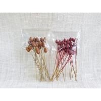 ราคา กระถินทุ่ง - ดอกไม้แห้ง Dried Flower, Preserve Flower (9524358620)