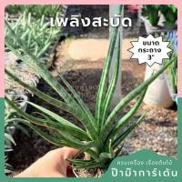 ราคา เพลิงสะบัด พร้อมกระถาง 3 นิ้ว (ลิ้นมังกร) (42524486256)