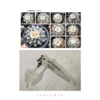 ราคา เมล็ดโลโฟ Lophophora williamsii (1463633965)