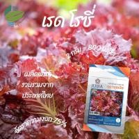 ราคา ผักกาดหอม สลัดใบแดงโรสซี่ (Red Rosie) #เมล็ดผักสลัด (3078939573)