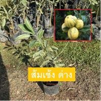 ราคา ต้นส้มเช้งด่าง ใบด่าง หรือ ส้มเช้งฮ่องเต้ ไม้ปลูกประดับ ผลรับประทานได้ ขายราคาถูก (ส่งใหม่ฟรี หากสินค้าเสียหาย) (7675985801)