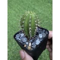 ราคา แคคตัส Cactus กระบองเพชร พันธุ์ยูโฟเบีย ส่งทั้งกระถาง (6194126030)