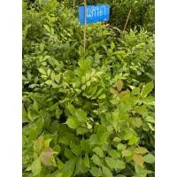 ราคา ต้นแคนา พันธุ์ไม้ป่า (26338859966)