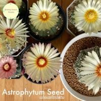 ราคา [ SEED2 ] เมล็ดแอสโตรไฟตัม แอสโตร แอสโตรไฟตัม แคคตัส เมล็ดแคคตัส เพาะเมล็ด Astrophytum เพาะเมล็ดแคคตัส ต้นไม้ (20174301811)