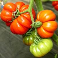 ราคา เมล็ดพันธุ์ มะเขือเทศ คอสโตลูโต ( Pearl Tomato Seeds) บรรจุ 200 เมล็ด คุณภาพดี ของแท้ 100% (50801273711)