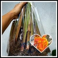 ราคา พุทธรักษาสีส้มเข้มขอบเหลือง1หน่อ (หน่อสดและชำ)ไม้มงคล หน่อ เหง้า ต้น หน่อ เหง้า พุทธรักษาสีส้ม (9622898388)