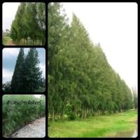 ราคา ต้นสนประดิพัทธ์ สูง40-60ซม.ฟรีค่าจัดส่ง (10863941834)