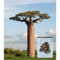 ราคา เมล็ดพันธุ์เบาบับ(มาดากัสการ์ดัสก้า) 1ชุดมี15เมล็ด (45456983455)