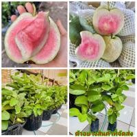 ราคา (2ต้น)(ขาย ต้นพันธุ์) ต้น ต้นฝรั่งหงษ์เป่าสือไส้แดง ฝรั่งหงษ์เป่าสือไส้แดง ฝรั่งหงษ์เป่าสือ ไส้แดง ต้นฝรั่งหงษ์เป่าสือ (11926070581)