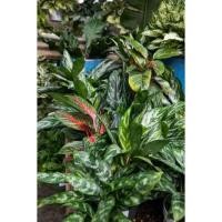 ราคา ต้นไม้มงคล ต้นไม้เรียกทรัพย์ เสริมโชคลาภเงินทอง กระถาง3-4นิ้ว (10435373138)