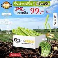 ราคา Oishi-Freshขึ้นฉ่ายฝรั่ง ปลอดสารพิษ 1 กก. รสชาติกรอบ สด ใหม่ ใยอาหารสูง หวานออร์แกนิค เคลมได้ 1-2 วัน (29069546635)