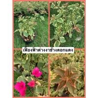 ราคา เฟื้องฟ้าด่างงาช้างดอกแดงส่งพร้อมกระถาง12นิ้วพุ่มสวยด่างสวย (10521903928)