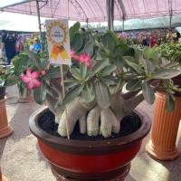 ราคา ชวนชม เมล็ดชวนชม สายพันธ์ุอราบิคั่ม (7037113527)