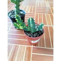 ราคา คุณนัท เก๋งจีน ดอกแดง +ด่างดอกโดนัท (13988714790)